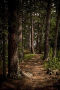 Bétula é a magia de recomeçãr