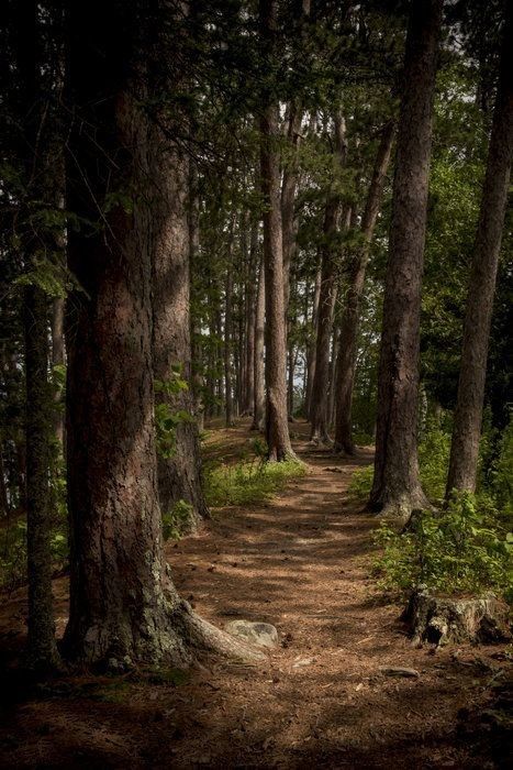 Bétula é a magia de recomeçãr